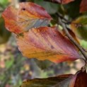 Fagus sylvatica 'Atropunicea' - impressie kleurnuances rode of bruine beuk