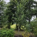 Prunus domestica d' Althan - 1