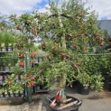 Malus domestica 'Elstar' - 2