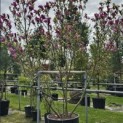 Magnolia 'Susan' - 3
