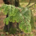 Metasequoia glyptostroboides - 3