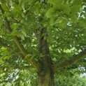 Carpinus Betulus - 7