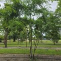 Gleditsia triacanthos ‘Inermis' - 1