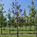 Prunus padus 'Colorata' - 2