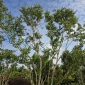 Heptacodium miconioides - Foto 3