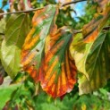 Parrotia persica 'Bella' - Afbeelding 1
