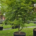 Acer palmatum - Foto 6