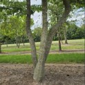 Carpinus Betulus - Foto 3