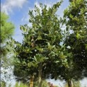 Ilex Nellie Stevens - Foto 8