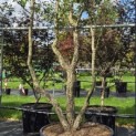 Quercus Suber - Foto 2