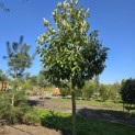 Prunus laurocerasus 'Novita' - 2
