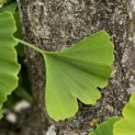 Ginkgo biloba - Foto 1