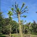Tilia Tomentosa - 3