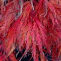 #82 Acer palmatum 'Garnet' Japanischer Ahorn