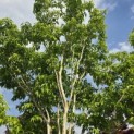 Heptacodium miconioides - Foto 2