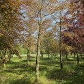 Fagus sylvatica 'Atropunicea' - 8