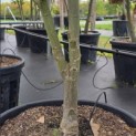 Acer palmatum 'Bloodgood' - Foto 5