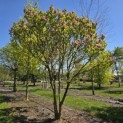Magnolia 'Susan' - 1