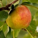 Malus domestica 'Notarisappel' - voorbeeld notarisappel