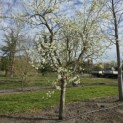 Prunus domestica Hauszwetsche - 5