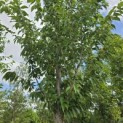 Prunus 'Sunset Boulevard' - Foto 4