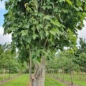 Acer rubrum 'Scanlon'