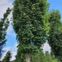 Acer rubrum 'Scanlon'