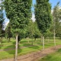 Acer rubrum 'Scanlon'