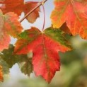 Acer rubrum 'Scanlon'