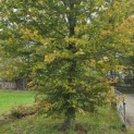 Fagus sylvatica - Foto 7