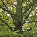 Fagus sylvatica - Foto 8