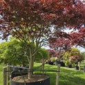 Acer palmatum 'Trompenburg' - 1