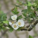 Malus Trilobata - 3