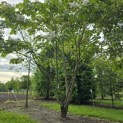 Catalpa erubescens 'Purpurea' - 2