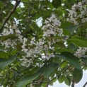 Catalpa erubescens 'Purpurea' - 3