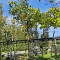 Arbutus unedo - 1