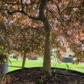 Acer palmatum 'Garnet' - 2