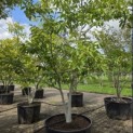 Juglans regia - 3