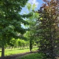 Fagus sylvatica - 2