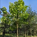 Catalpa bignonioides - 4