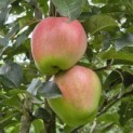 Malus domestica 'Gala' - Foto 1