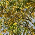 Gymnocladus dioica - 3