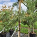 Pinus sylvestris - Foto 1
