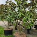 Magnolia grandiflora 'Goliath' - 6