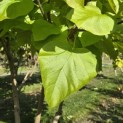 Catalpa bignonioides 'Aurea' - 5