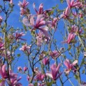 Magnolia 'Galaxy' - 3