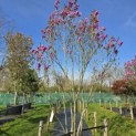 Magnolia 'Susan' - 2