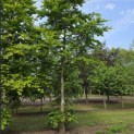Fagus sylvatica - Foto 1