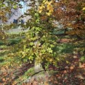 Fagus sylvatica 'Atropunicea' - 6
