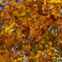 Fagus sylvatica 'Atropunicea' - 5